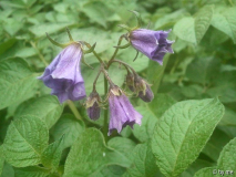 Kartoffelblüte