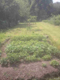 Kartoffelsorten im Beet am 16.05.2015