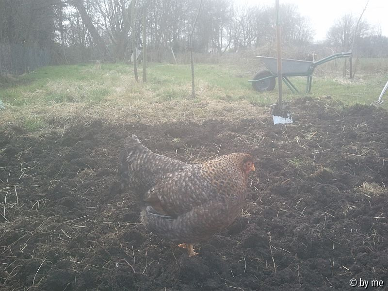 Huhn Frida beim Anlegen eines Kartoffelbeets