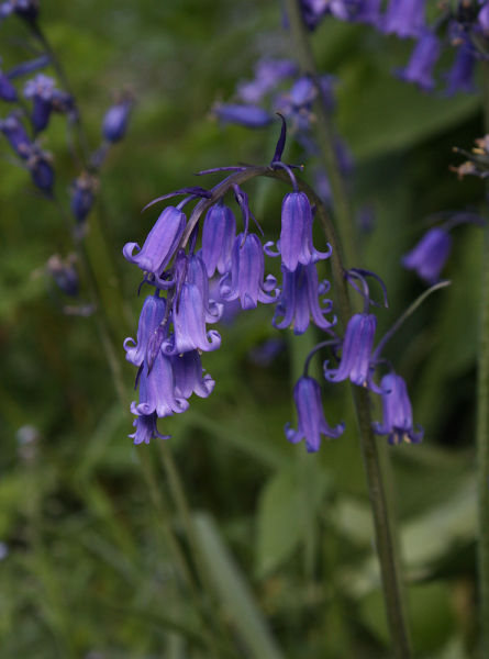 Hyacinthoides non-scripta