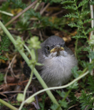 Jungvogel im Garten (Grasmücke?)