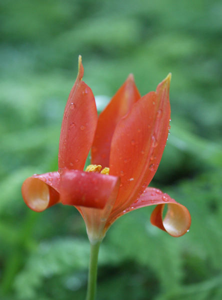 Tulipa sprengeri