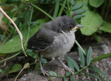Jungvogel im Garten (Grasmücke?)
