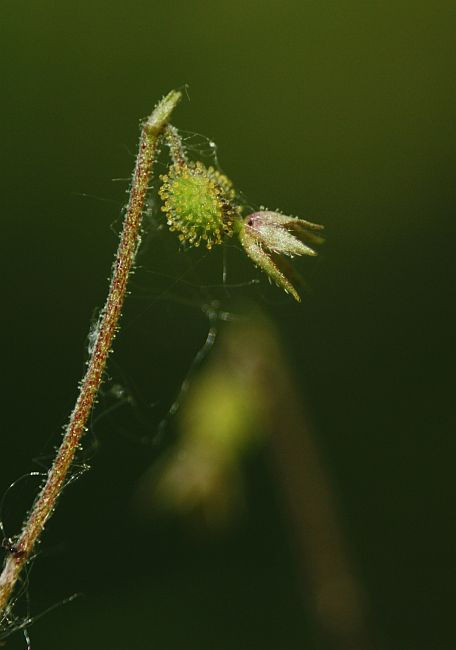 Linnaea borealis