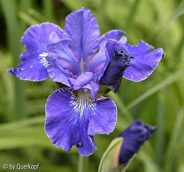 Iris sib. Prussian Blue