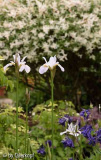 Iris sib. Hohe Warte