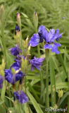 Iris sib. Prussian Blue + Akelei