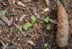 Hepatica-Babys