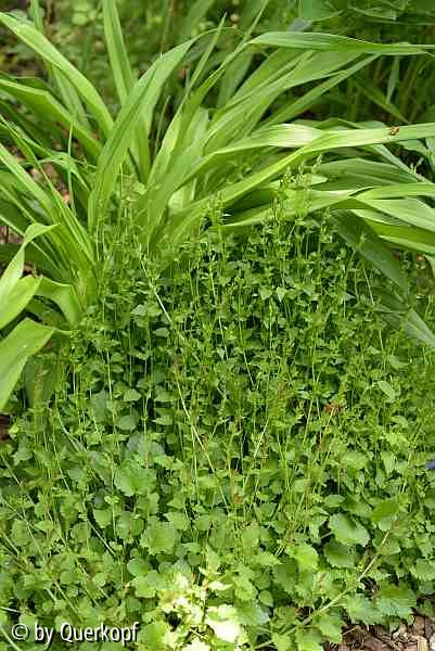 Campanula posch. Blauranke