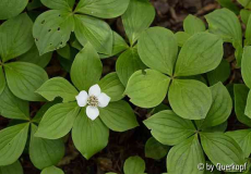Cornus canadensis