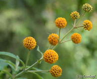 Buddleja globosa1