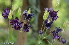 Akelei schwarzlila
