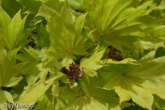 Acer shirasawanum Aureum
