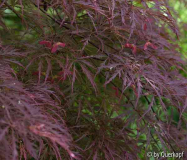 Acer Inaba shidare