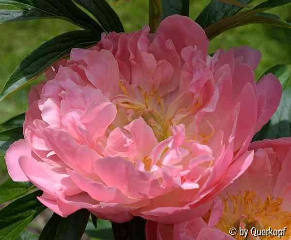 Paeonia Nicht-Salmon Saucer