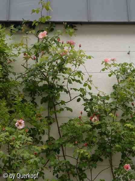 Wand: Rose Meg