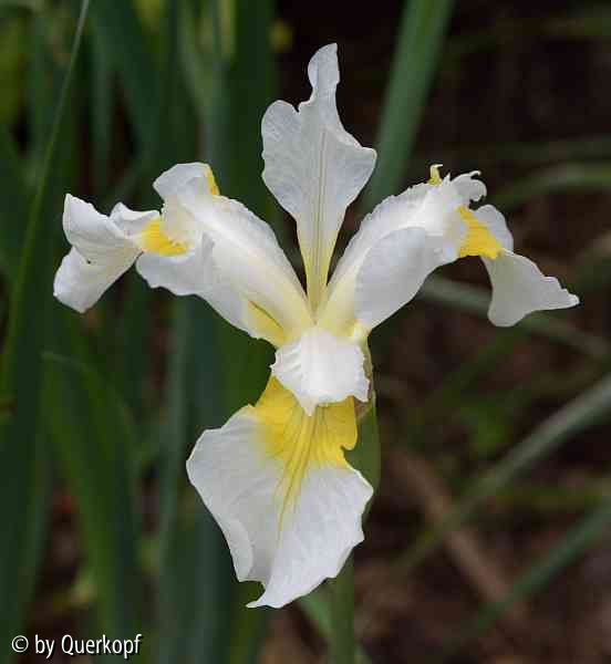Iris sib. weißgelb