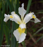 Iris sib. weißgelb