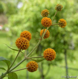 Buddleja globosa2