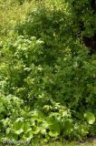 Petasites fragrans unter Rose