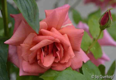 Wand: Rose Mme Edouard Herriot clbg.