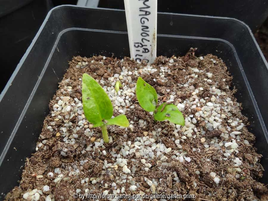 Magnolia officinalis var. biloba Germination May 2015