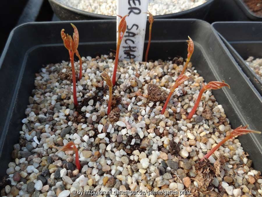 Acer saccharinum Germination May 2015