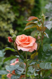 Rose-ScentedWhisper_15-1a.jpg