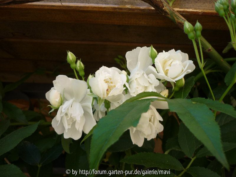 Kletterrose