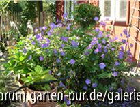 Geranium Jolly Bee Mitte September