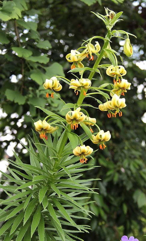 Lilium ciliatum
