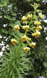 Lilium ciliatum