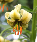 Lilium ciliatum