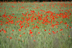 Juni-Farbe