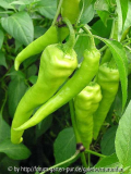 milde-scharfe chili selbstangebaut.jpg