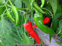 unbekannter scharfer chili.jpg