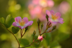 rosa Sternenflor