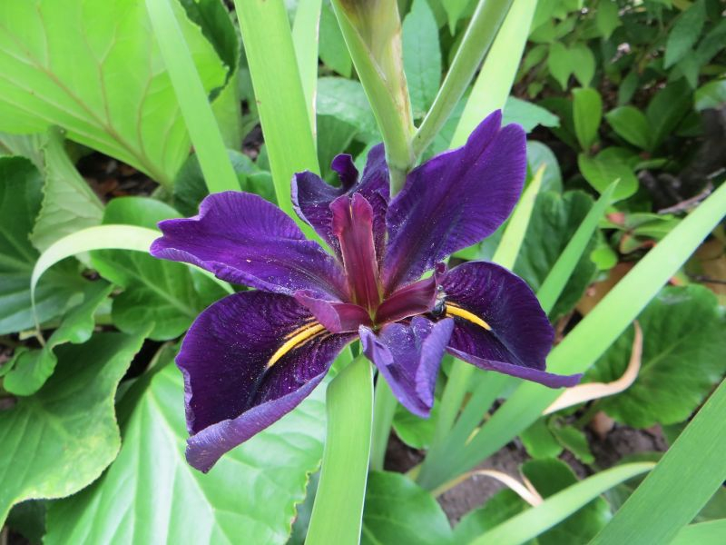 Iris Louisiana 'Jack Attack'
