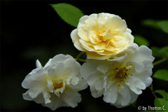 Späte Blüten