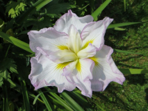 Iris ensata 'Lady in Waiting'