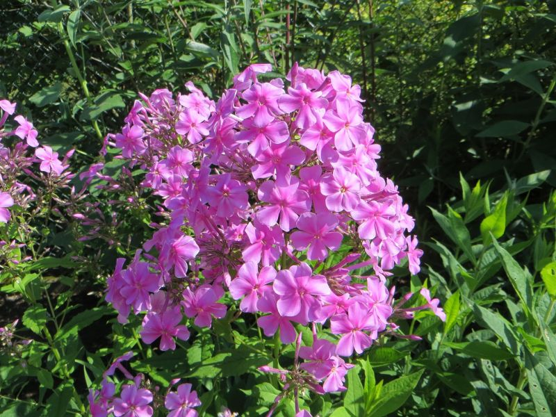 Phlox Christine
