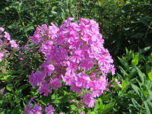 Phlox Christine