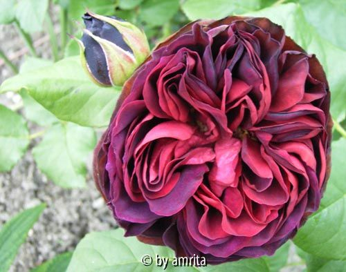 Astrid Gräfin von Hardenberg_Blüte