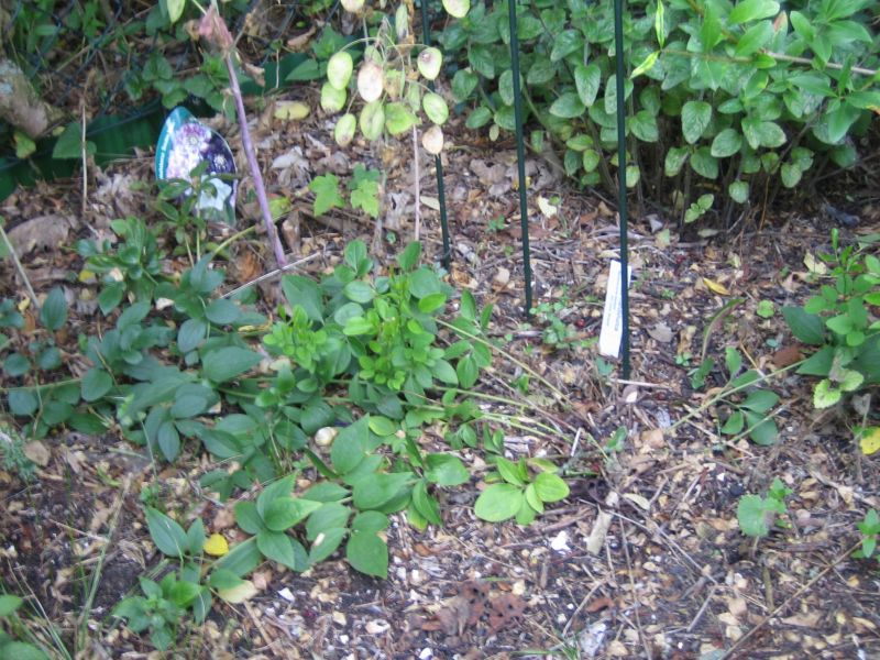 clematis mandshurica