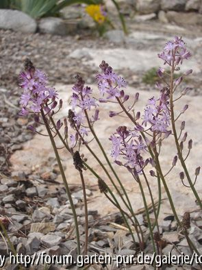 Scilla autumnalis