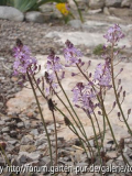 Scilla autumnalis
