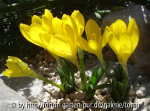 Sternbergia lutea - breit
