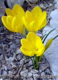 Sternbergia lutea - schmal