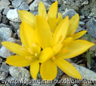 Sternbergia sicula