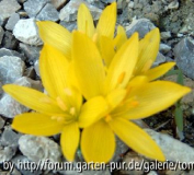 Sternbergia sicula